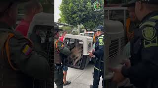 Policía Ambiental de Ibagué rescata a perro callejero herido en sus patas [upl. by Norvil]