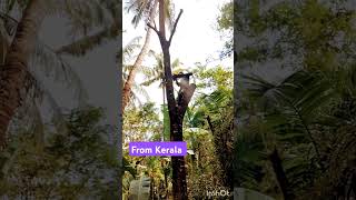 From Kerala tree kating video sobai like share comment subscribe korban [upl. by Neyud]