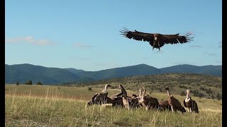 Expérience munitions alternatives dans le Parc National des Cévennes [upl. by Moule20]