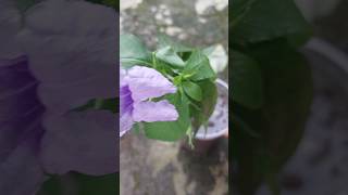 Ruellia tuberosa plants 🌱🌸plants gardenplants viralshortvideo subscribe Flowerm8c67 [upl. by Tyree]