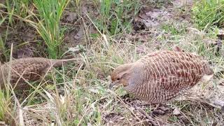 male partridge female partridgepartridge family [upl. by Massimo]