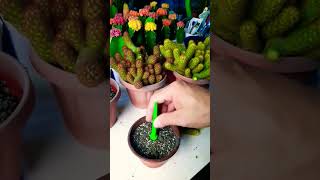 Mammillaria elongata Succulent plant succulents plants cactus propagation homegarden tips [upl. by Akieluz]