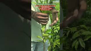 Agarwood plants at wholesale price agriculture south agarwood tamilnadu farming maharashtra [upl. by Noirb]