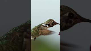 Hummingbird Facts fairlyoddfacts hummingbird birds [upl. by Eidlog]