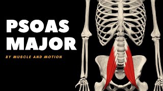 The Psoas Major Muscle Origin Insertion and Actions [upl. by Anahsek]