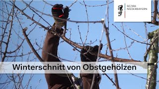 Tutorial zum Winterschnitt von Obstgehölzen [upl. by Abehshtab346]