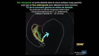 physiologie cardio vasculaire partie 15 [upl. by Nonek951]