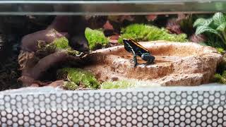 Phyllobates Vittatus voice [upl. by Bullock]