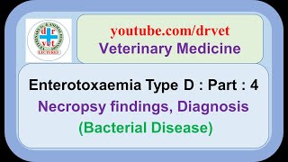 Enterotoxaemia Type D Part 4  necropsy findings diagnosis [upl. by Calvina819]