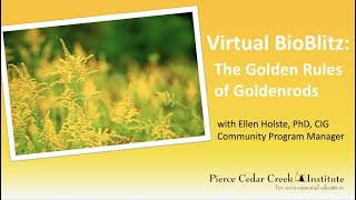 Virtual BioBlitz The Golden Rules of Goldenrods Goldenrod Identification [upl. by Aillij]