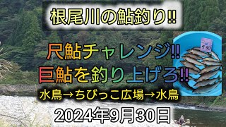 根尾川の鮎釣り‼️尺鮎チャレンジ‼️巨鮎を釣り上げろ‼️水鳥→ちびっこ広場→水鳥。2024年9月30日 [upl. by Revorg165]