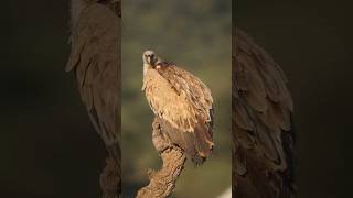 Discover the SHOCKING Truth About Griffon Vultures [upl. by Jeri]