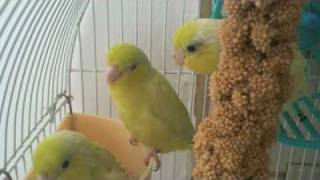 American Yellow Parrotlet Party  Parrotletbirds [upl. by Anomis]