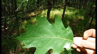 Tree Identification  Northeastern Hardwoods [upl. by Halstead]