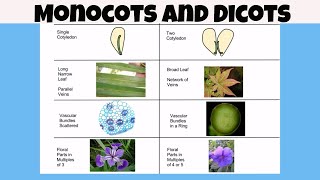 Difference between monocot vs dicot plants [upl. by Araem]