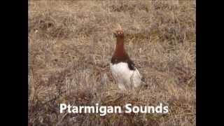 Ptarmigan Sounds [upl. by Einial]