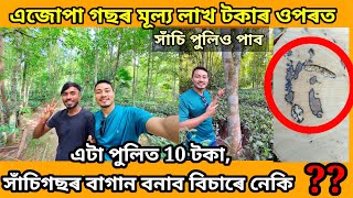 How can an agarwood tree be worth over a lakhs rupees assameseVlog Agarwood [upl. by Nomma]