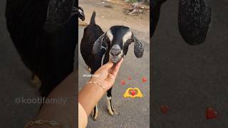 Kan adikkura minnie😉😘💚💜 kootifamily goats funnygoats petlove tamil [upl. by Ardnekan]