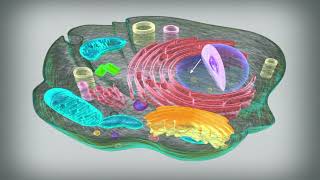 Cytoplasm  Fundamentals of Biology [upl. by Raleigh]