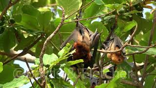 Island Flying Foxes sex Malaysia 20201102081940uhd [upl. by Glorianna]