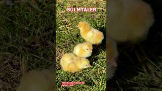 Chicks of various chicken breeds Marans Sulmtaler Araucana Orloff Brahma Exchequer Leghorn [upl. by Tniassuot76]