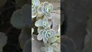 2 years wait is over Growth journey of sedum sieboldii october daphne plant garden love shorts [upl. by Namra]