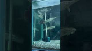 🤩Wow😍Monster👿fish attack feed shots monsterfishtank fishfood oscar catfish fish shortvideo [upl. by Lubeck]