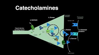 Catecholamines Norepinephrine Epinephrine [upl. by Ahtel]