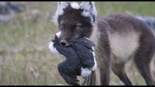 Fox Feasts on Baby Guillemots  Natures Great Events  BBC [upl. by Mellitz103]