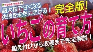 いちごの上手な育て方（苗の植え付けから収穫までを完全解説）苺栽培のコツとポイントが分かる！ [upl. by Ztnaj]