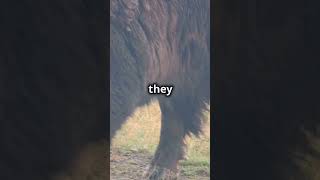 Mind Blowing Facts Bison shorts animals funfacts informative [upl. by Irved]