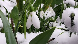 Winter flowers for British gardens how I grow the Snowdrops Galanthus nivalis and Galanthus elwesii [upl. by Swayder750]