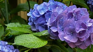 Part 3 Live Stream Hydrangeas Oil Painting Demonstration [upl. by Belden445]