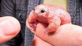 Pink Creature from Down Under Rare Turtle Frog [upl. by Ainig]