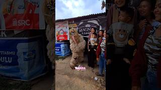 Grandong lidah panjang baremg mamah muda [upl. by Sherris225]