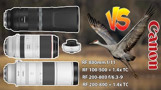 Canon 200800 Vs 800 f11 Vs 100500 14x TC Birds In Flight with Canon EOS R6 Mark II  BONUS [upl. by Allyce]