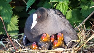 Eurasian Coot family with 7 chicks [upl. by Carlene]