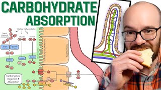 Carbohydrate Absorption [upl. by Atiras950]