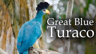 Yala River Great Blue Turaco Singing  Beautiful African Bird [upl. by Liva969]