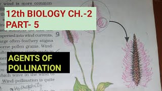 Class 12 biology chapter2 Part5 Agents of pollinationStudy with Farru [upl. by Monahon799]