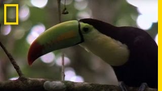 Birds of Paradise  Toucan  National Geographic [upl. by Sollars]