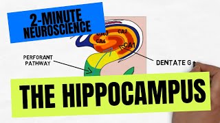 2Minute Neuroscience The Hippocampus [upl. by Inot231]