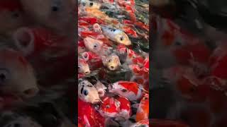 Fish feeding koi carp 🐳 youtubeshorts shortsmusic koifish bettafish tranding cutefoodvideos [upl. by Sharia637]