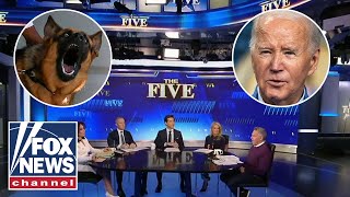 The Five reacts to Biden giving away his dog after 24 bites [upl. by Marva]