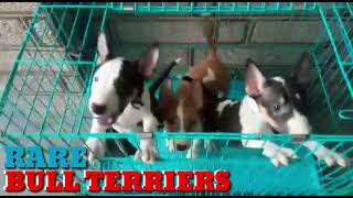 The Ultimate Personality Breed BULL TERRIER Big Bone Terriers EggHeads Parrot Nose Muscular Dog [upl. by Ardnoyek502]