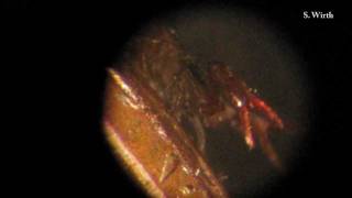 Pseudoscorpion and its behaviours [upl. by Leoline887]