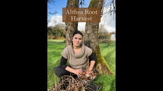 Althea root harvest from the Ivywood Garden [upl. by Cathy]