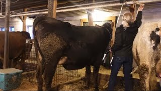 First calf heifers reaction to milking… [upl. by Naillimixam33]