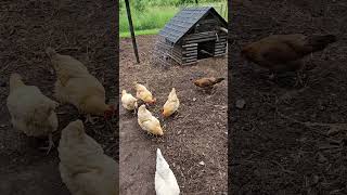 OMC Chickens feed while a Blue Jay says hello chickens bluejays shorts birds hens pets [upl. by Kubis346]