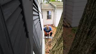 Cutting down a dangerous 200yearold tree treefelling logging arborist [upl. by Drofyar236]